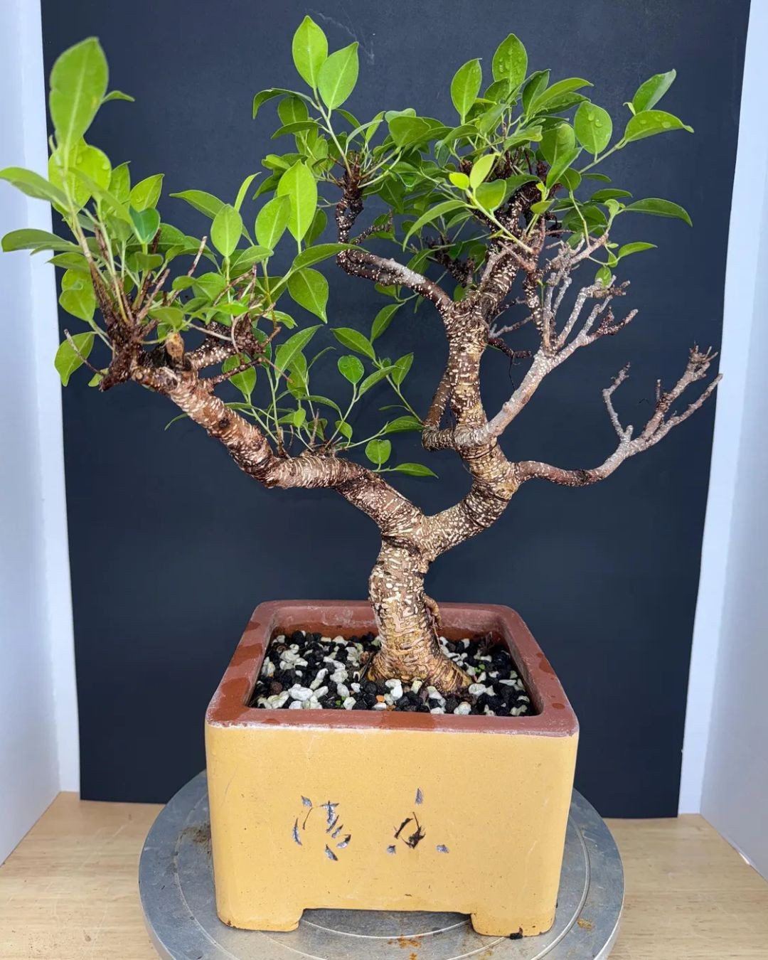 Tiger Bark Ficus Bonsai - 14-18 Years Old  Imported Specimen  Split Branch Design  8" Chinese Bonsai Pot