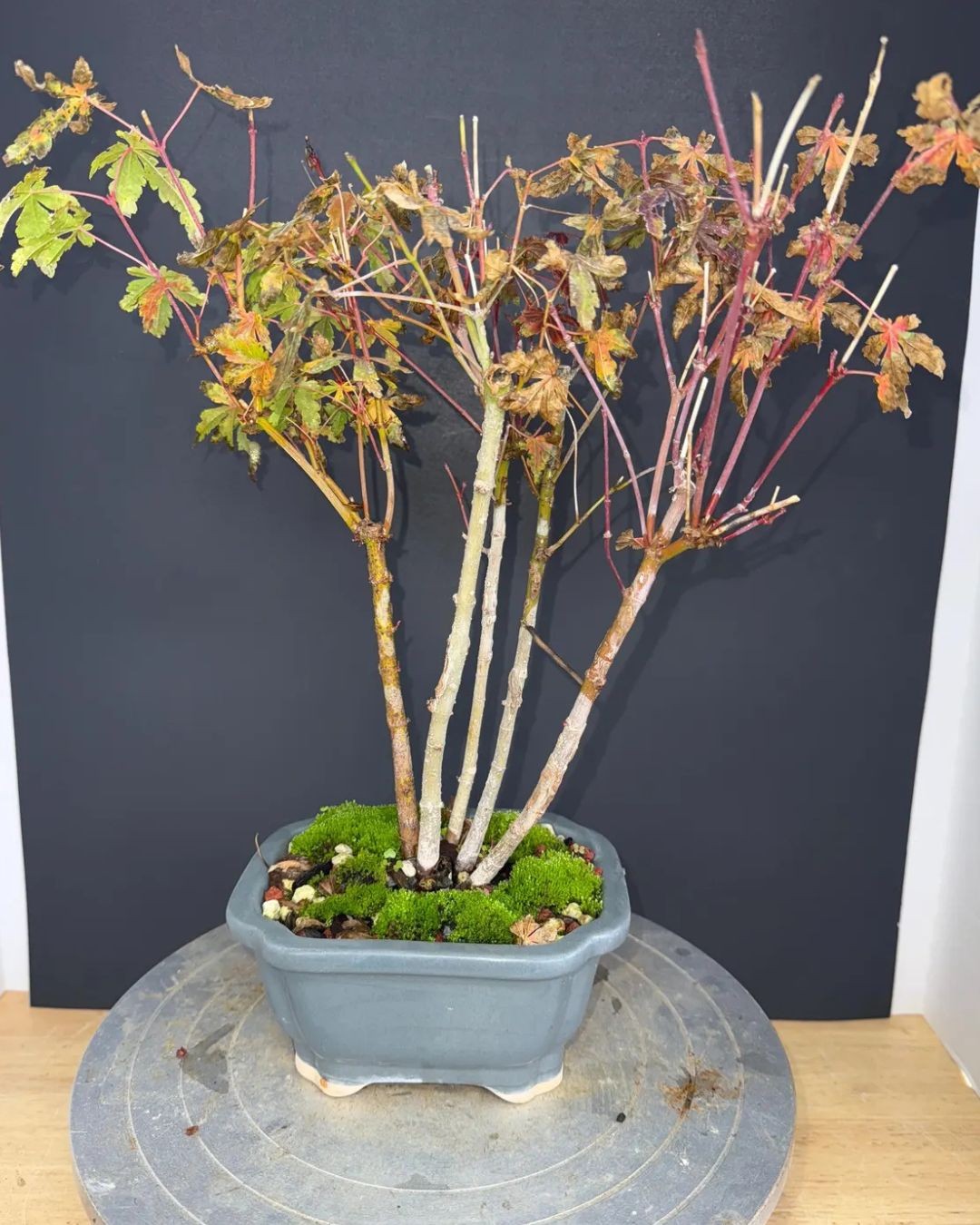 Japanese Maple Clump-Style Bonsai - 8-10 Years Old