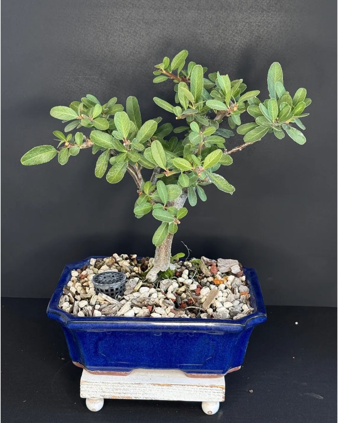 Pyracantha Bonsai (Firethorn) - 13-15 Years Old - Under 10" Tall