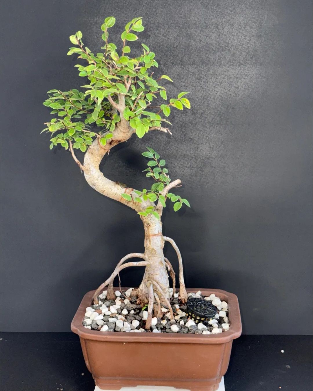 Chinese Elm Bonsai - 13" Tall with Exposed Roots