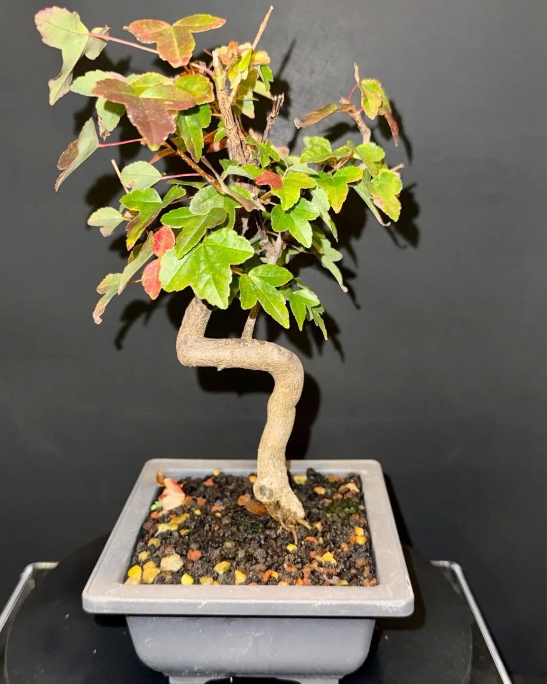 Shohin Trident Maple Pre-Bonsai - 8-12 Years Old - Strong Movement & Character