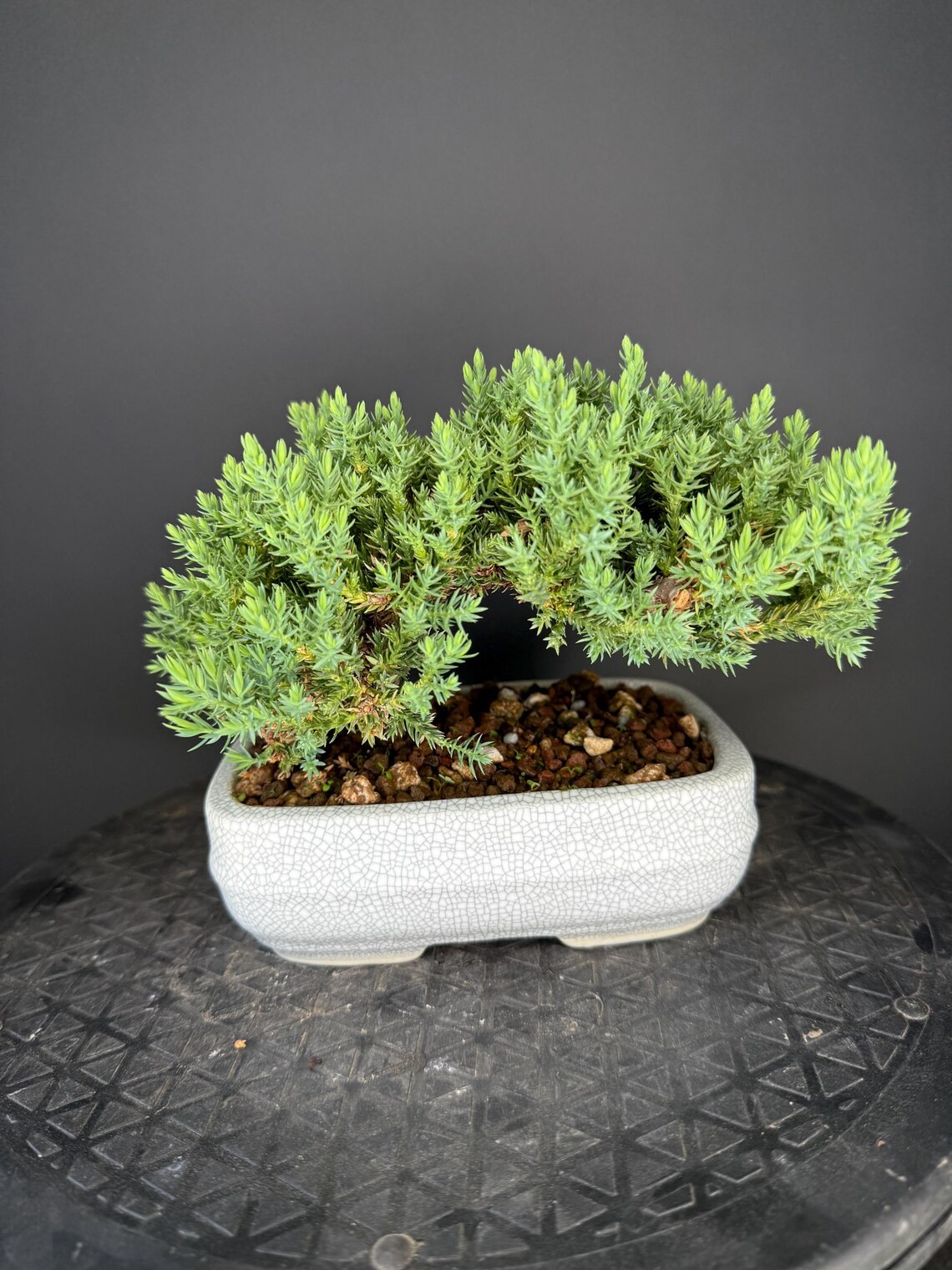 Shohin Procumbens Nana Jupiter Bonsai