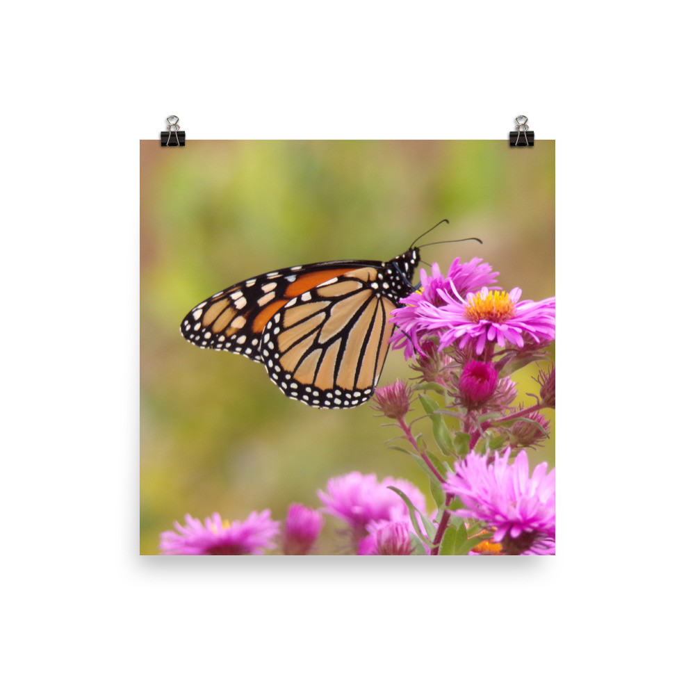 Monarch perched on Wildflower Matte Poster