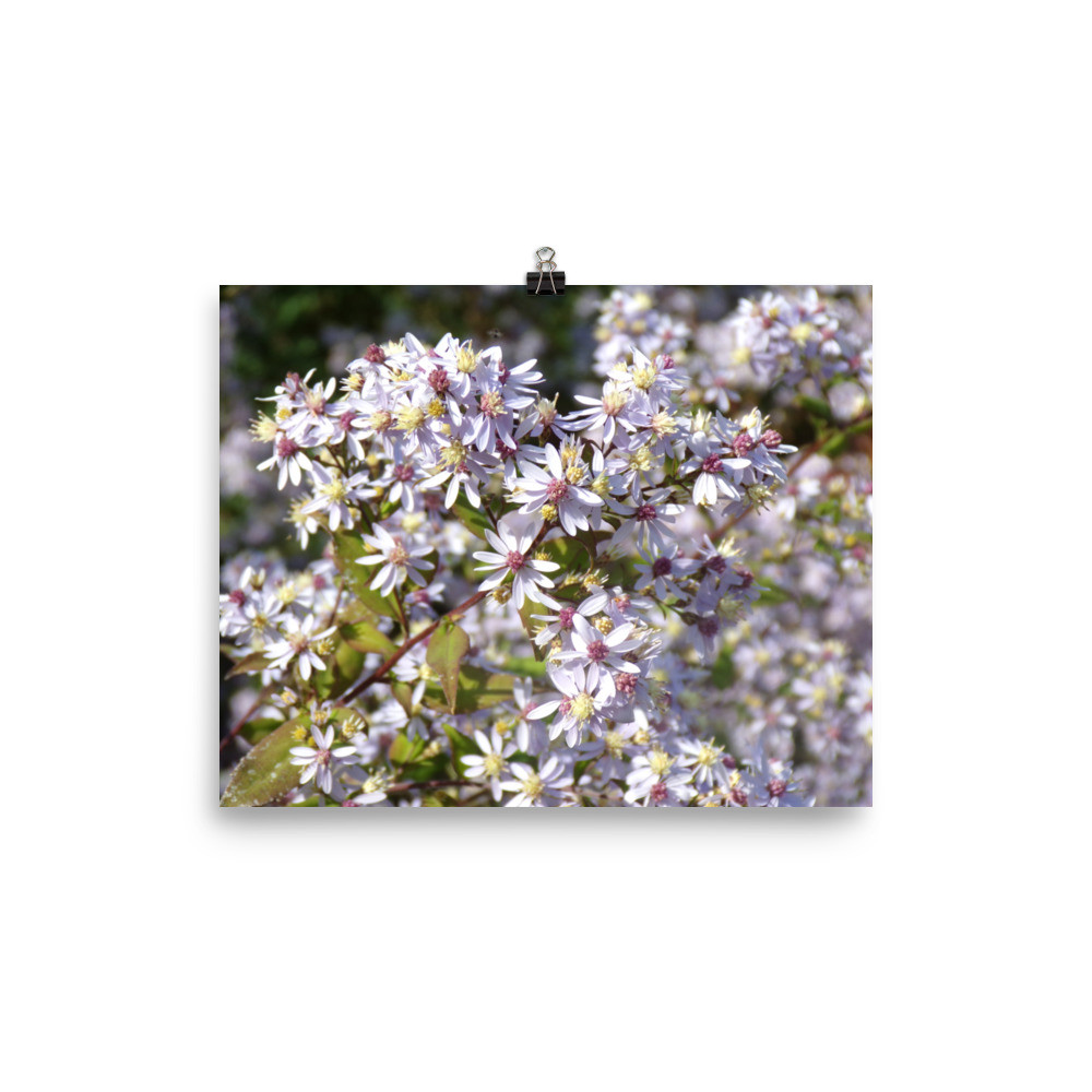 Fall Wildflower Matte Poster