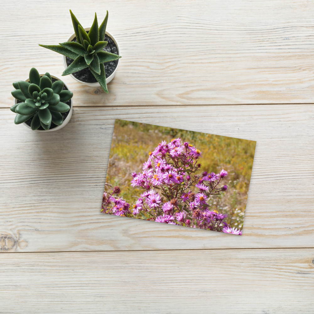 Fall Wildflower Postcard