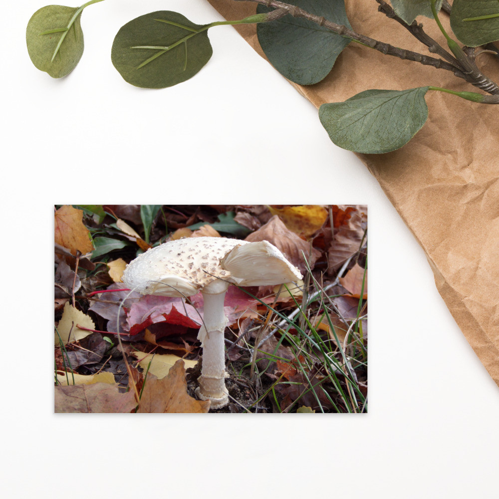  Fall Mushroom Postcard