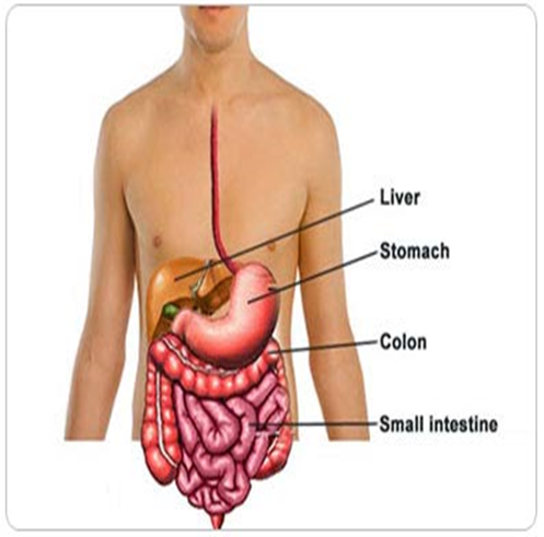 The Digestive Difference