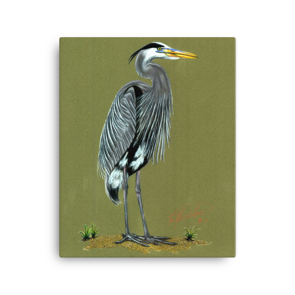 Blue Heron Canvas