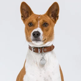 I'm Family - Engraved pet ID tag