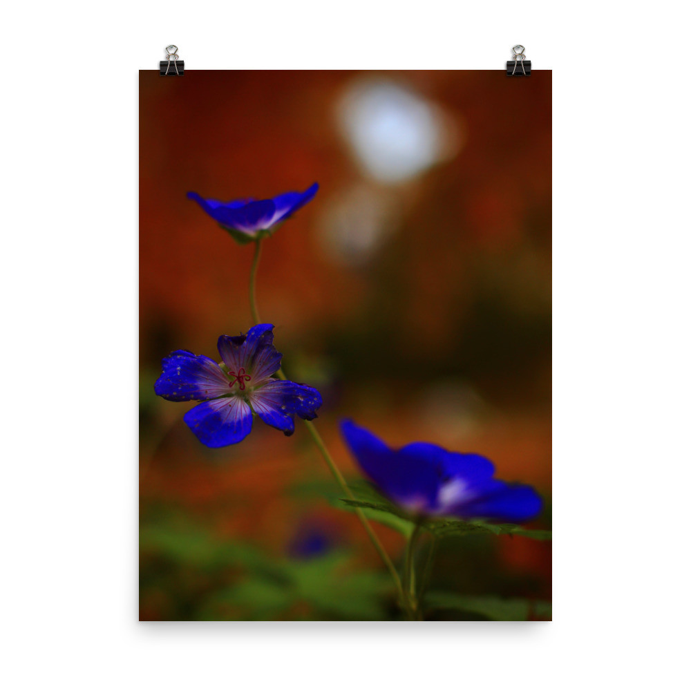 Natural Contrast (Photo paper poster)
