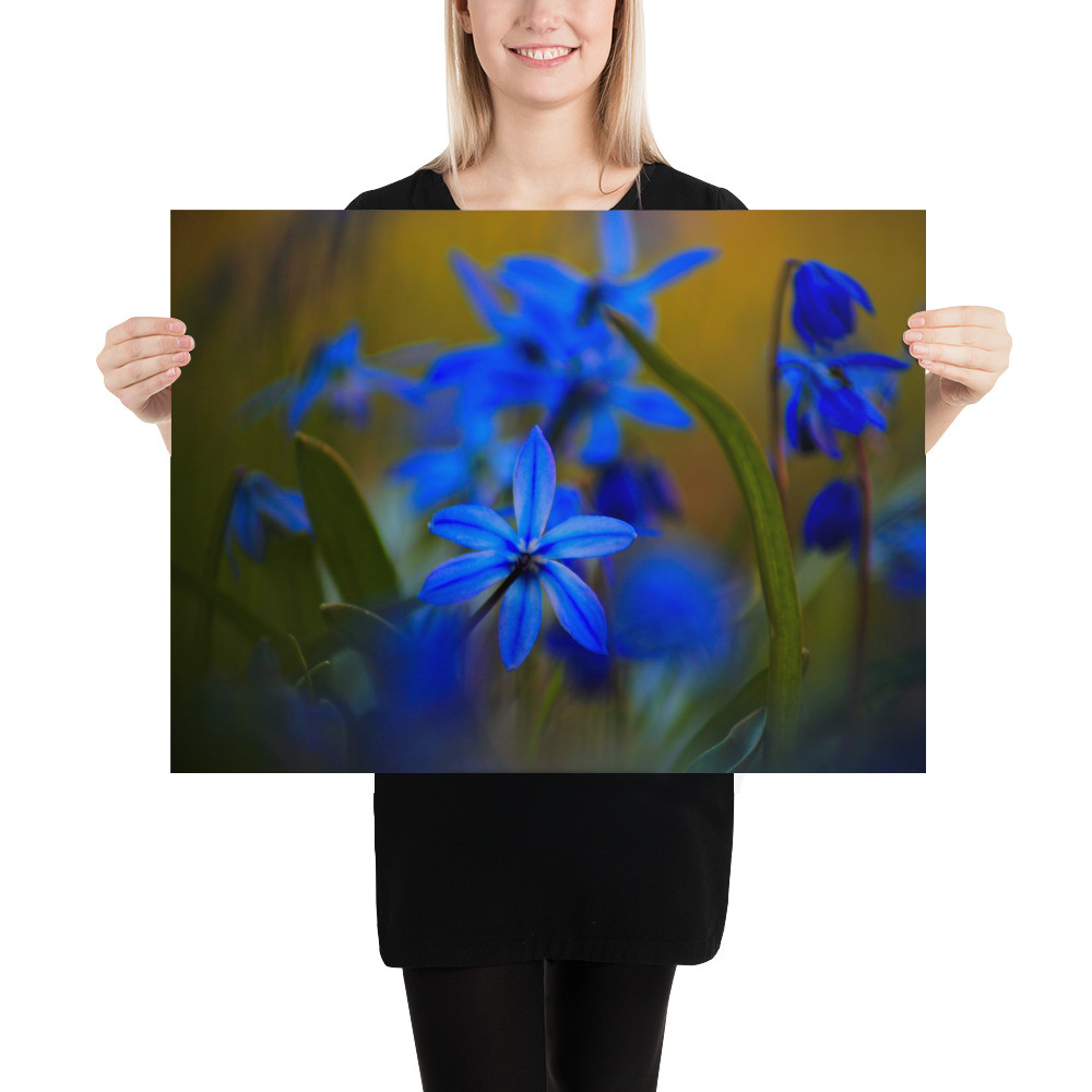 "Blue Stars" (Photo paper poster)