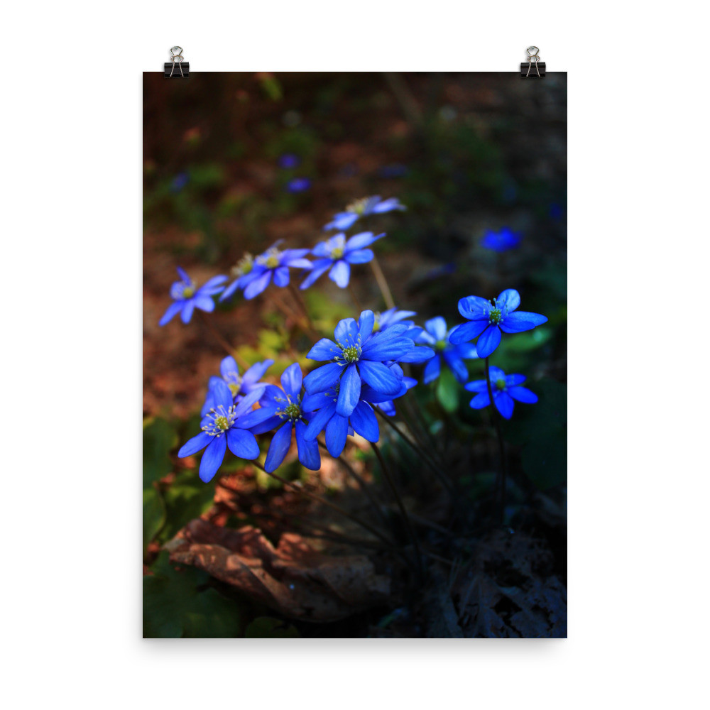 "Violet dreams" (paper poster)