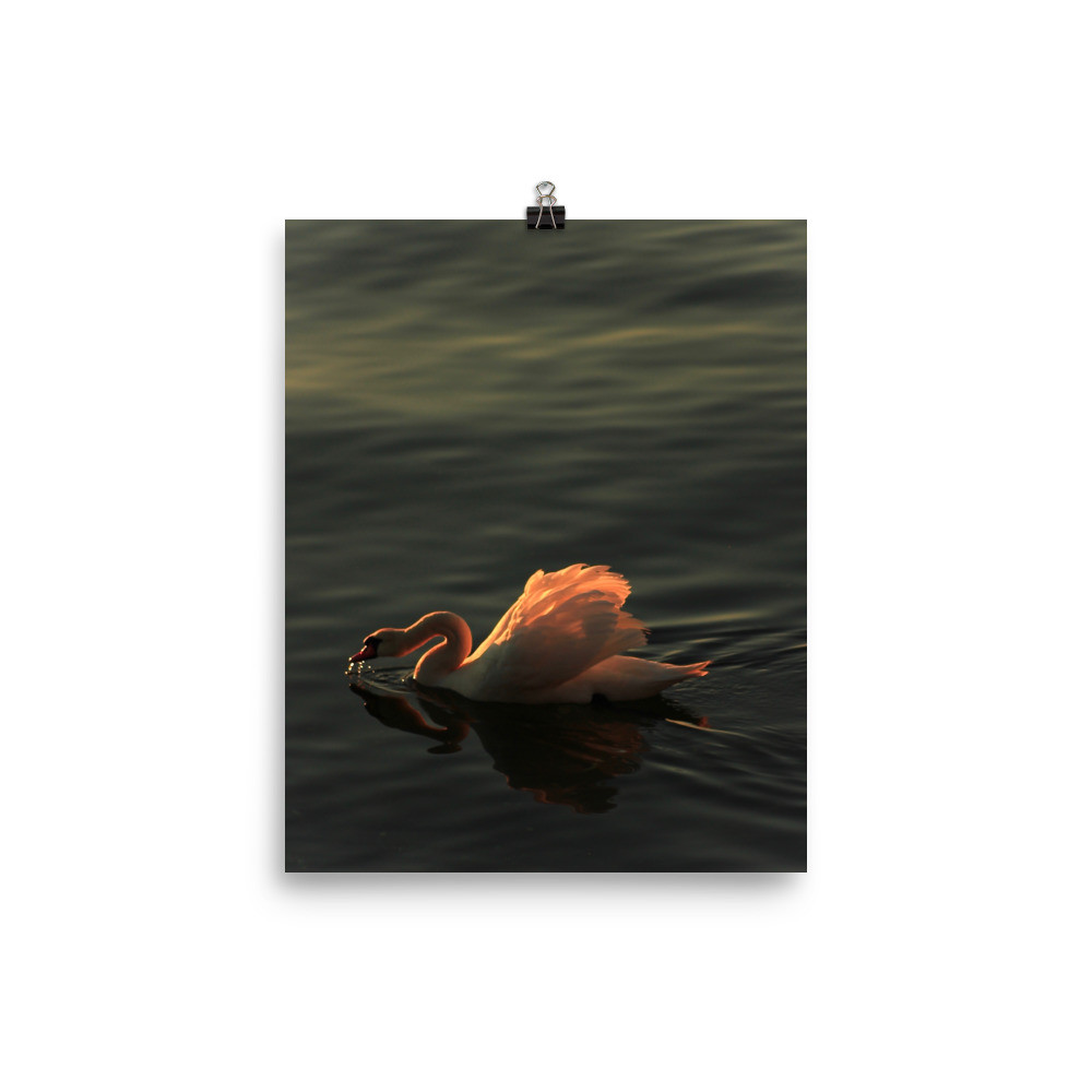 Dreamy  Swan (Photo paper poster)