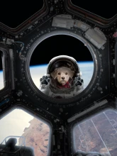 Custom personalized Pet Portrait Canvas Wall art. Astronaut Pet Portrait Space Dog Pet Canvas