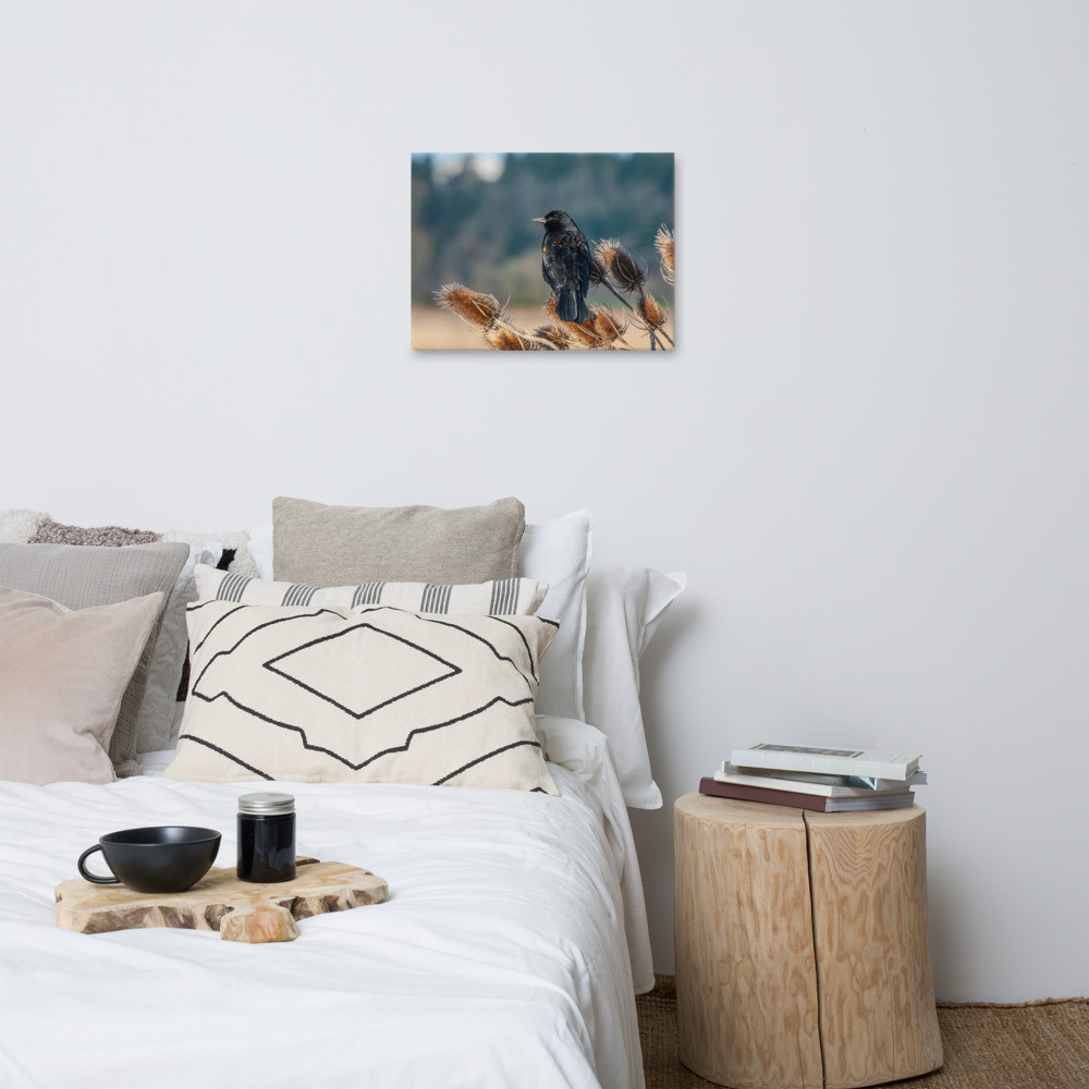 Red Wing Blackbird Photo on Canvas